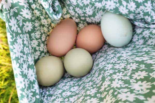 eggs